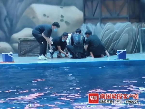 看着都疼！海洋馆内一海豚突然将驯养员抛至高空……