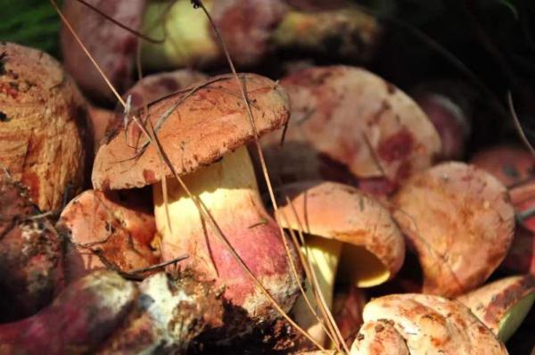 玉溪易门:野生菌价格冲高 交易持续火爆 玉溪易门:野生菌价格冲高 交易持续火爆