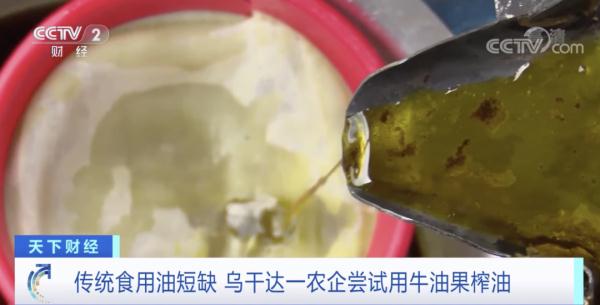 用油不够？这里用牛油果榨油…
