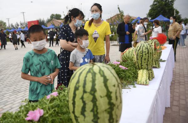 宁夏平罗“沙漠西瓜”喜获丰收