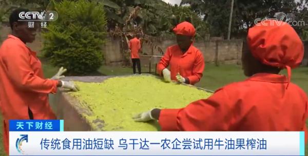 用油不够？这里用牛油果榨油…