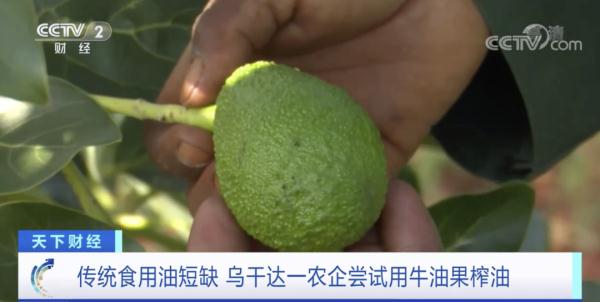 用油不够？这里用牛油果榨油…