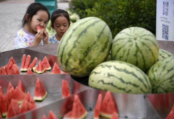 宁夏平罗“沙漠西瓜”喜获丰收