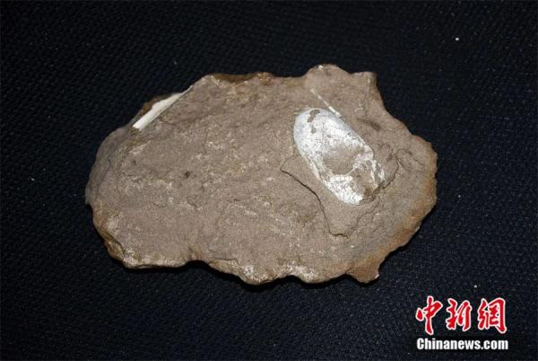 中国这地，为何是翼龙的“研究圣地”？