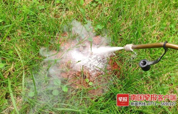 严重可致命！南宁一小区出现大量红火蚁，有居民被咬伤！