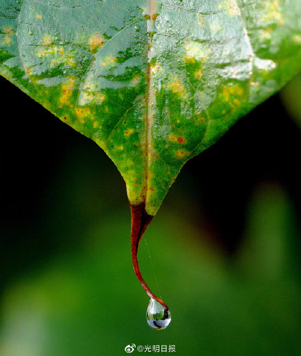 海南岛的热带雨林里都有啥