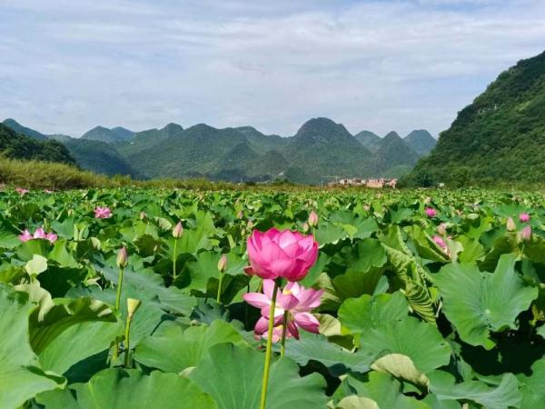 “好运莲莲”!云南普者黑万亩荷花迎来最佳观赏期 “好运莲莲”!云南普者黑万亩荷花迎来最佳观赏期
