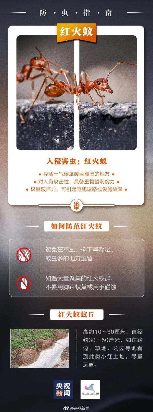 严重可致命！南宁一小区出现大量红火蚁，有居民被咬伤！