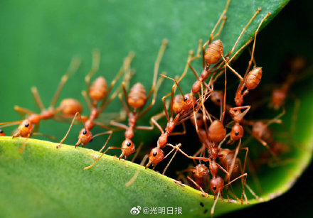 海南岛的热带雨林里都有啥