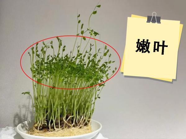 须须头、梗子、嫩头……上海话中的这些植物“器官”,你知道几个? 须须头、梗子、嫩头……上海话中的这些植物“器官”,你知道几个?