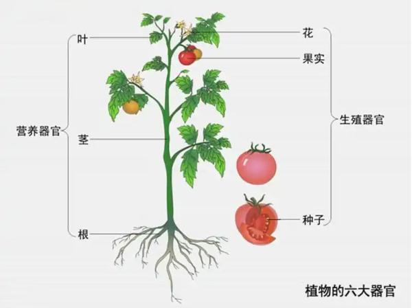 须须头、梗子、嫩头……上海话中的这些植物“器官”,你知道几个? 须须头、梗子、嫩头……上海话中的这些植物“器官”,你知道几个?
