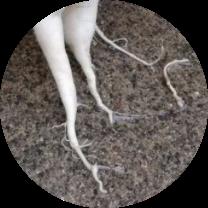 须须头、梗子、嫩头……上海话中的这些植物“器官”,你知道几个? 须须头、梗子、嫩头……上海话中的这些植物“器官”,你知道几个?