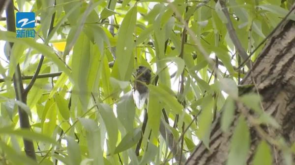 这种害虫近期高发!杭州绿化部门喊你快来抓 这种害虫近期高发!杭州绿化部门喊你快来抓