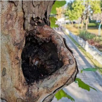 须须头、梗子、嫩头……上海话中的这些植物“器官”,你知道几个? 须须头、梗子、嫩头……上海话中的这些植物“器官”,你知道几个?