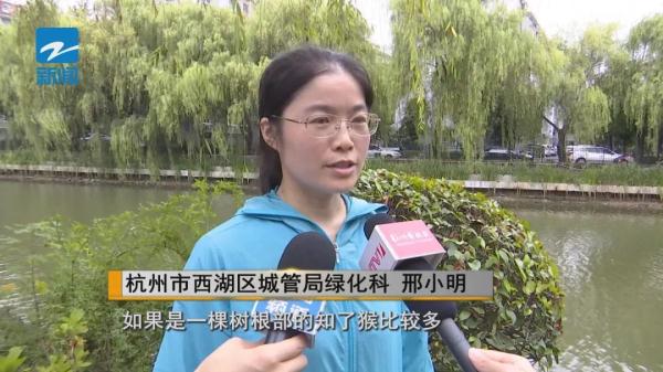 这种害虫近期高发!杭州绿化部门喊你快来抓 这种害虫近期高发!杭州绿化部门喊你快来抓
