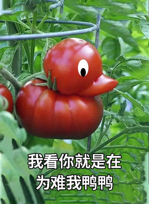 须须头、梗子、嫩头……上海话中的这些植物“器官”,你知道几个? 须须头、梗子、嫩头……上海话中的这些植物“器官”,你知道几个?