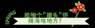 须须头、梗子、嫩头……上海话中的这些植物“器官”,你知道几个? 须须头、梗子、嫩头……上海话中的这些植物“器官”,你知道几个?