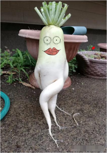 须须头、梗子、嫩头……上海话中的这些植物“器官”,你知道几个? 须须头、梗子、嫩头……上海话中的这些植物“器官”,你知道几个?