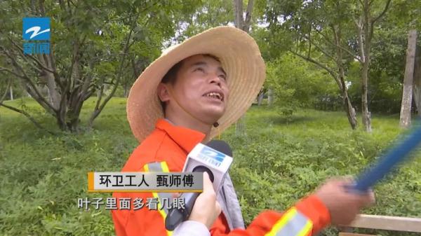 这种害虫近期高发!杭州绿化部门喊你快来抓 这种害虫近期高发!杭州绿化部门喊你快来抓