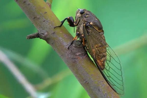 这种害虫近期高发!杭州绿化部门喊你快来抓 这种害虫近期高发!杭州绿化部门喊你快来抓