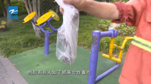 这种害虫近期高发!杭州绿化部门喊你快来抓 这种害虫近期高发!杭州绿化部门喊你快来抓