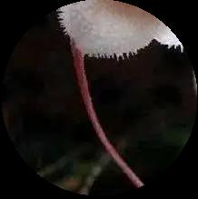 须须头、梗子、嫩头……上海话中的这些植物“器官”,你知道几个? 须须头、梗子、嫩头……上海话中的这些植物“器官”,你知道几个?