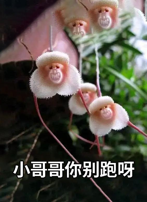 须须头、梗子、嫩头……上海话中的这些植物“器官”,你知道几个? 须须头、梗子、嫩头……上海话中的这些植物“器官”,你知道几个?