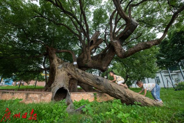 广州这里有棵“树坚强”，裂成数瓣后奇迹复活