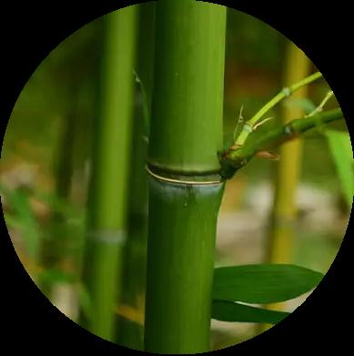 须须头、梗子、嫩头……上海话中的这些植物“器官”,你知道几个? 须须头、梗子、嫩头……上海话中的这些植物“器官”,你知道几个?