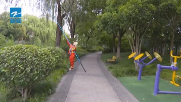 这种害虫近期高发!杭州绿化部门喊你快来抓 这种害虫近期高发!杭州绿化部门喊你快来抓