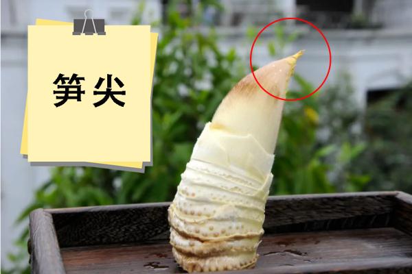 须须头、梗子、嫩头……上海话中的这些植物“器官”,你知道几个? 须须头、梗子、嫩头……上海话中的这些植物“器官”,你知道几个?