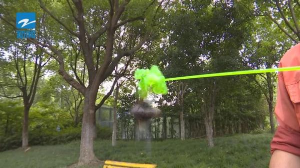 这种害虫近期高发!杭州绿化部门喊你快来抓 这种害虫近期高发!杭州绿化部门喊你快来抓