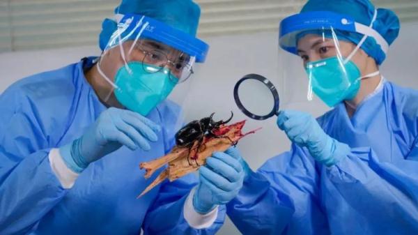 宠点啥不好?广州海关破获一起走私甲虫进境案 宠点啥不好?广州海关破获一起走私甲虫进境案