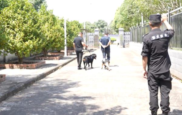 “战友”再见！两只警犬退役，训导员头一晚偷偷哭了