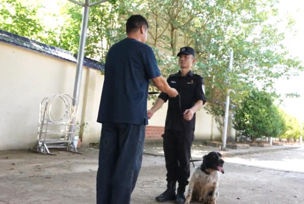 “战友”再见！两只警犬退役，训导员头一晚偷偷哭了