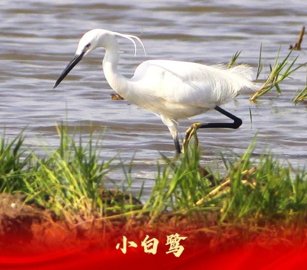 走进白洋淀“鸟类天堂”