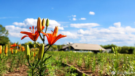 世园公园400万株百合五色绽放 世园公园400万株百合五色绽放