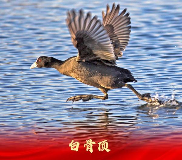 走进白洋淀“鸟类天堂”