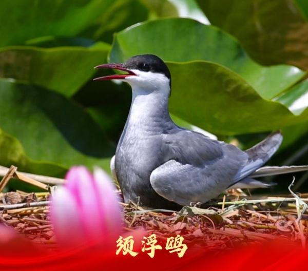 走进白洋淀“鸟类天堂”