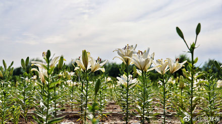 世园公园400万株百合五色绽放 世园公园400万株百合五色绽放