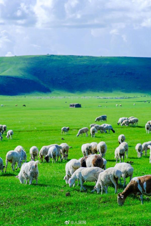 满眼青翠,景色如画,这份夏日草原壁纸请收下 满眼青翠,景色如画,这份夏日草原壁纸请收下