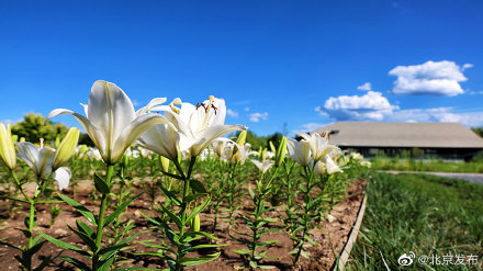 世园公园400万株百合五色绽放 世园公园400万株百合五色绽放