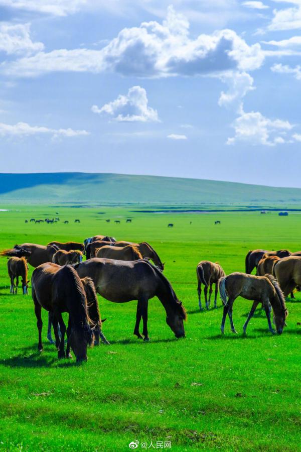 满眼青翠,景色如画,这份夏日草原壁纸请收下 满眼青翠,景色如画,这份夏日草原壁纸请收下