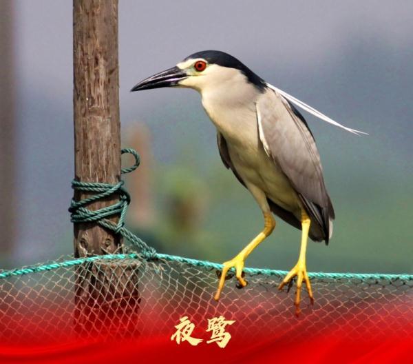 走进白洋淀“鸟类天堂”