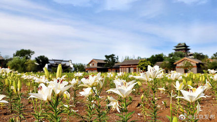 世园公园400万株百合五色绽放 世园公园400万株百合五色绽放