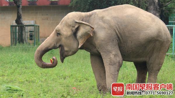棕熊泡澡、河马吃瓜……南宁这些动物避暑有“凉”方