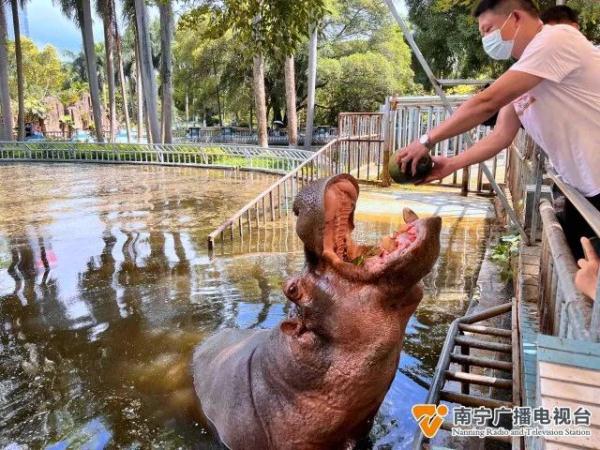 吃西瓜、泡冰块浴、搓澡……它们开启夏日“清凉模式”！