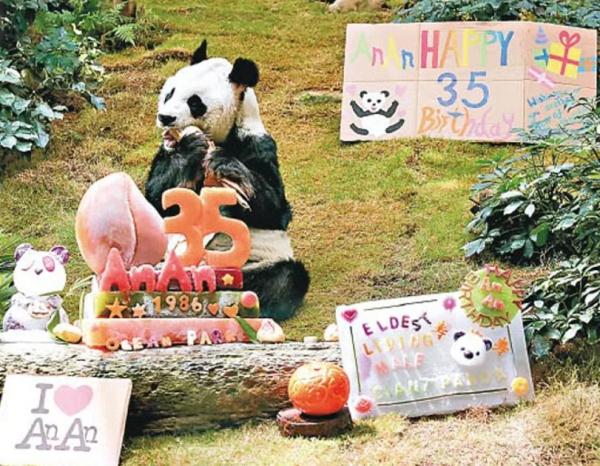 35岁大熊猫“安安”在港去世 大熊猫寿命有多长？