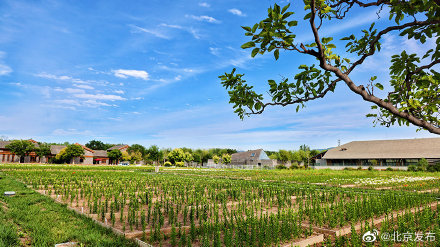 世园公园400万株百合五色绽放 世园公园400万株百合五色绽放