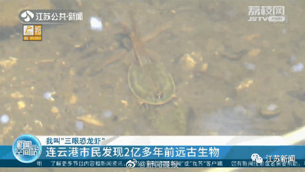 男子小区池内发现2亿年前远古生物 专家：鲎虫卵可以休眠存活20多年